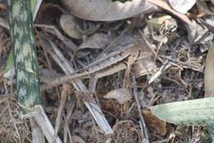 Stenocercus iridescens