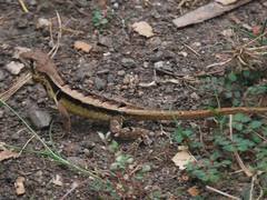 Stenocercus iridescens
