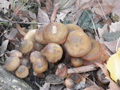 Armillaria mellea