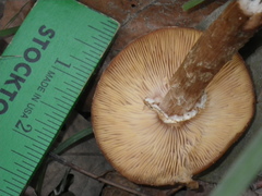 Armillaria mellea