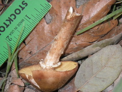Armillaria mellea