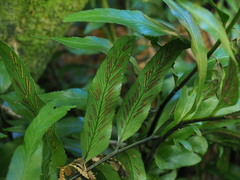 Asplenium lepidotum