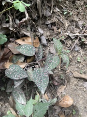 Hypoestes phyllostachya image