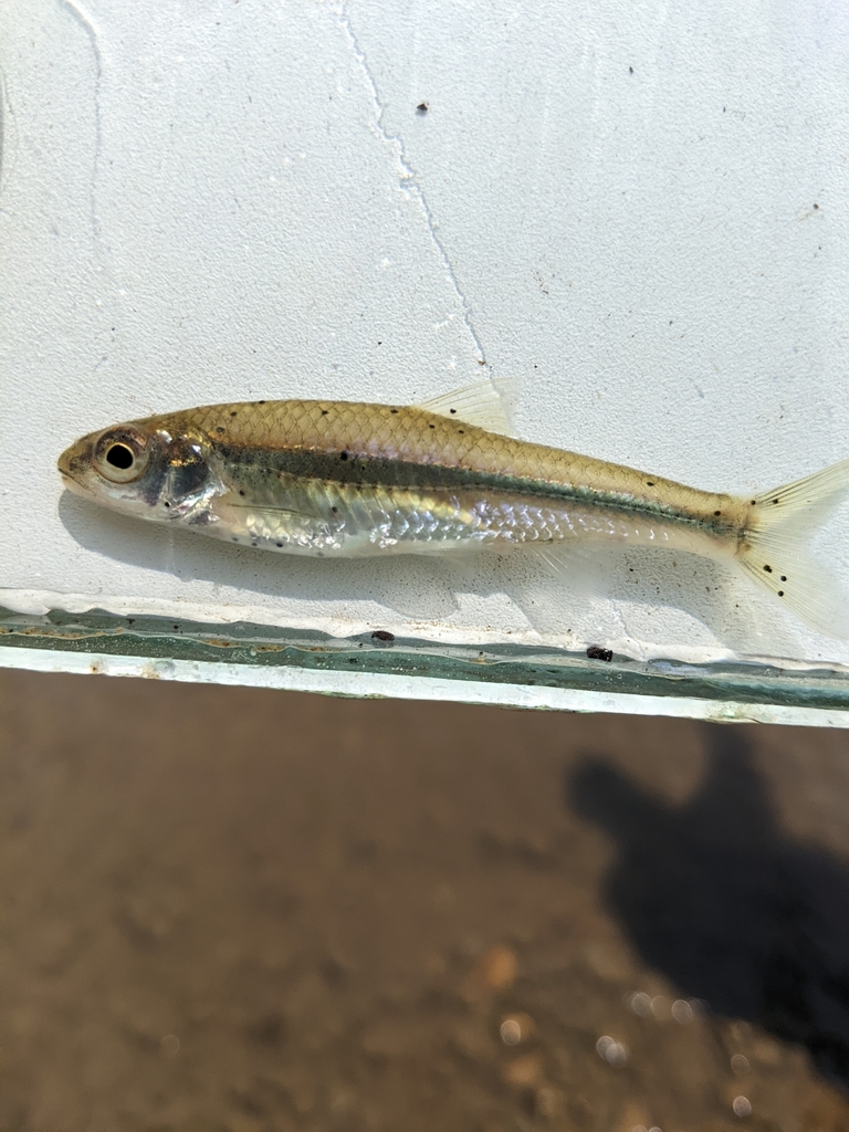 New River shiner (Notropis scabriceps) — Cyprinidae