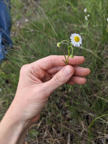 Image of Erigeron dolomiticola by (c) Alaina Krakowiak, some rights reserved (CC BY)