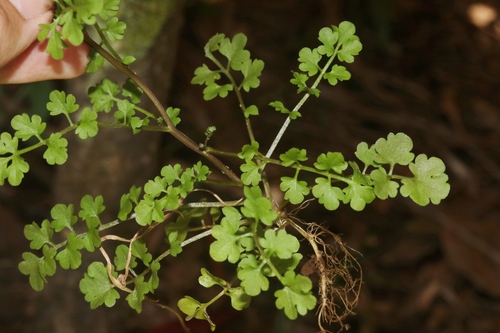 Cardamine occulta