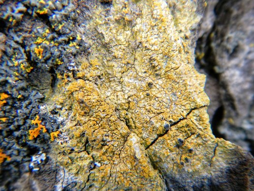 Caloplaca chrysophthalma image