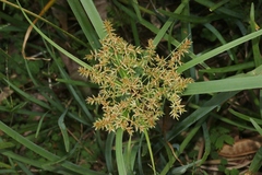 Cyperus javanicus
