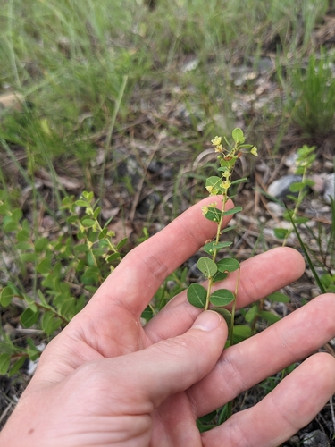 Image of Phyllanthopsis phyllanthoides by (c) Alaina Krakowiak, some rights reserved (CC BY)
