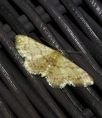 Idaea impexa