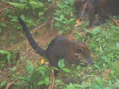Nasua olivacea