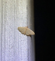 Idaea impexa