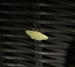Idaea impexa