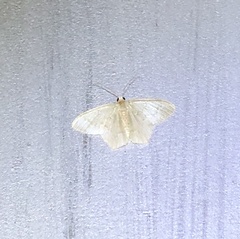 Idaea ptyonopoda