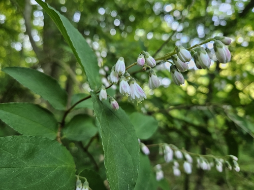 Deutzia crenata