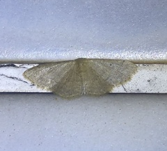 Idaea ptyonopoda
