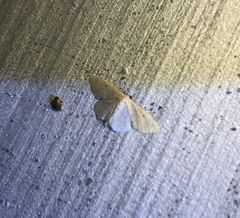 Idaea ptyonopoda