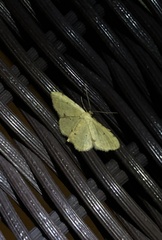 Idaea ptyonopoda
