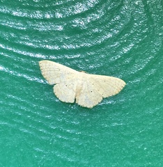Idaea sakuraii