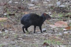 Dasyprocta fuliginosa