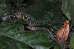 Enyalioides laticeps