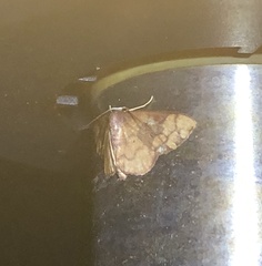 Metallaxis semipurpurascens