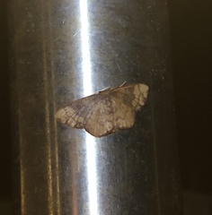 Metallaxis semipurpurascens