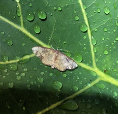 Metallaxis semipurpurascens