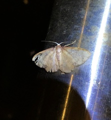 Metallaxis semipurpurascens