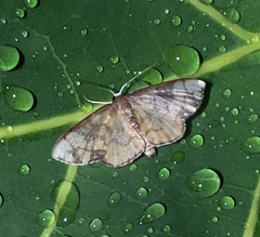 Metallaxis semipurpurascens