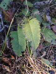 Parthenium auriculatum