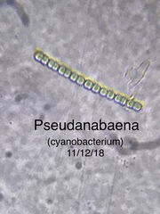 Pseudanabaena