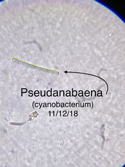 Pseudanabaena