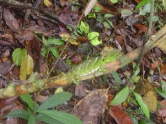 Enyalioides laticeps