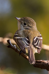 Least Flycatcher photo 6