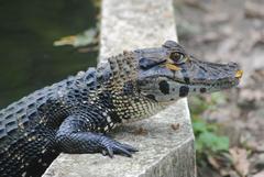 Melanosuchus niger