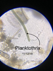 Planktothrix