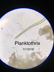 Planktothrix