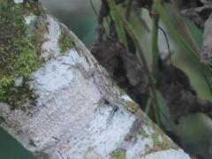 Anolis ortonii