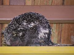 Coendou longicaudatus