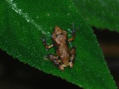 Pristimantis diadematus
