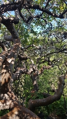 Burseraceae