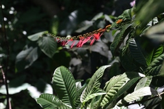 Warszewiczia coccinea