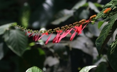 Warszewiczia coccinea