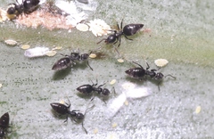 Technomyrmex albipes