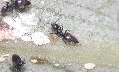 Technomyrmex albipes