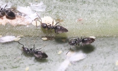 Technomyrmex albipes