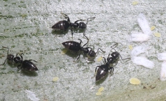 Technomyrmex albipes