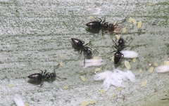 Technomyrmex albipes