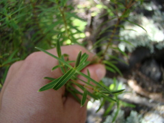 Veronica parviflora